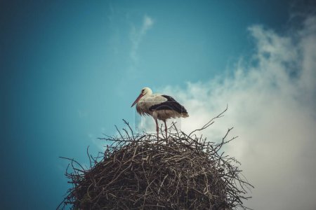 Téléchargez les photos : Sanctuaire céleste : une cigogne majestueuse nid de brindilles contre un ciel bleu dramatique - en image libre de droit