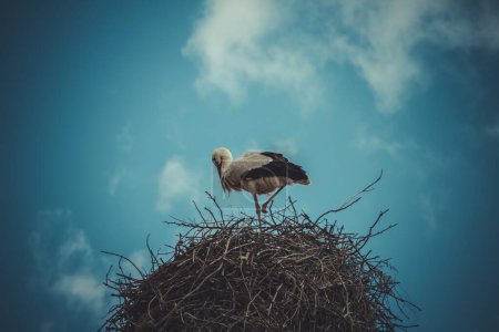 Téléchargez les photos : Sérénité céleste : Majestueux nid de cigogne perché parmi les branches d'arbres dans un ciel bleu vibrant - en image libre de droit
