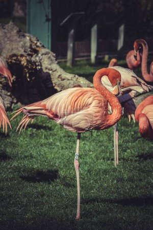 Exquisite Flamingo-Porträts im Zoo: Die kreative Vision eines Fotografen