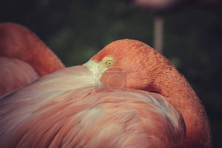 Vibrant Flamingo Close-Up: Captivating Portrait from the Zoo