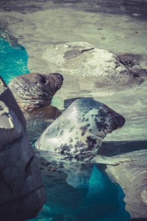Entspannte Seelöwen: Heitere Momente im Wasser, eingefangen in atemberaubender Fantasie