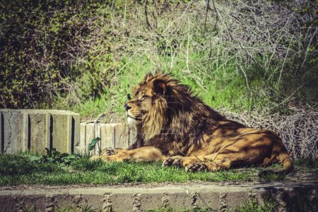 Le lion majestueux : des scènes animalières captivantes de Panthera leo