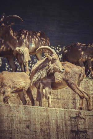 Téléchargez les photos : Majestic Ibex Group : Capturer les grandes cornes dans une imagerie époustouflante - en image libre de droit