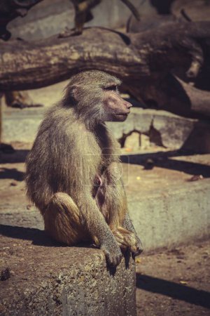 Réserve de babouin : Majestueux Papio hamadryas ursinus dans un arbre