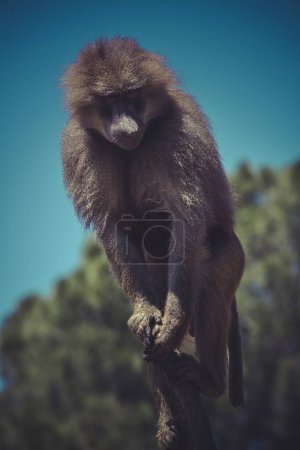 Téléchargez les photos : Roi babouin : Images captivantes d'un mâle Papio Hamadryas Ursinus - en image libre de droit