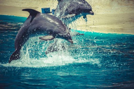 Verspielter Delfin springt bei atemberaubender Akrobatik aus Pool