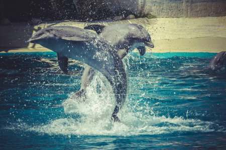 Photo for Captivating shot of dolphin leaping out of ocean waves - stunning marine imagery for content creators - Royalty Free Image