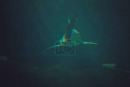 Tödliche Schönheit: Atemberaubender Weißer Hai im tiefblauen Meer erschossen