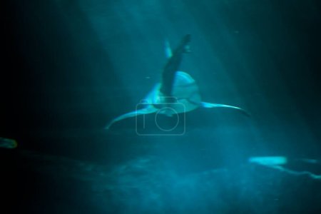 Foto de Impresionante captura submarina de tiburón majestuoso en el mar azul profundo - Imagen libre de derechos