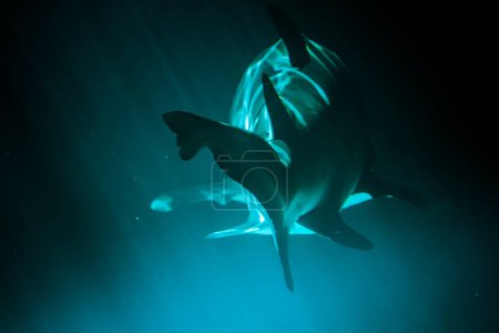 Superbe tir sous-marin de requin majestueux dans la mer bleue profonde