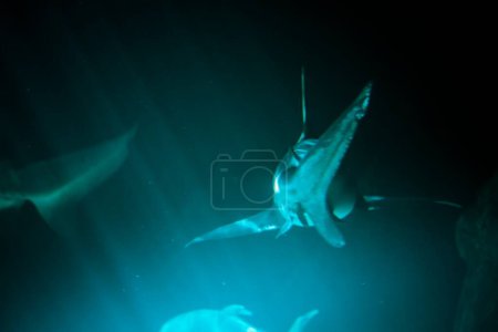 Atemberaubender Unterwasserschuss eines majestätischen Hais im tiefblauen Meer