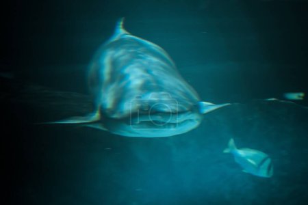 Fesselnde Unterwasseraufnahme eines majestätischen Hais im tiefblauen Meer
