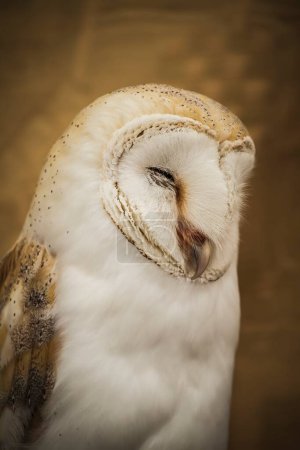 Téléchargez les photos : Golden Owl Portrait : capturer la majesté de la faune dans des images magnifiques - en image libre de droit