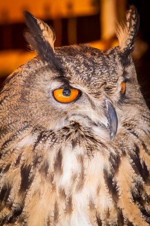 Téléchargez les photos : Explorer la Chouette aigle majestueuse parmi les oiseaux de proie lors d'une foire médiévale - en image libre de droit