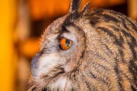 Medieval Fair Experience: Observing Majestic Eagle Owls Among Birds of Prey