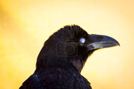 Foto de Feria Medieval: La captura del majestuoso cuervo negro entre las aves de presa - Imagen libre de derechos