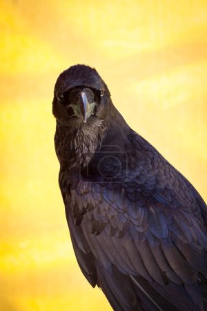 Téléchargez les photos : Black Crow : un ajout majestueux à la collection Oiseaux de proie de la Foire médiévale - en image libre de droit