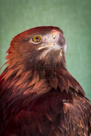 Téléchargez les photos : Medieval Spain: Majestic Eagle Head at a Renaissance Fair - en image libre de droit