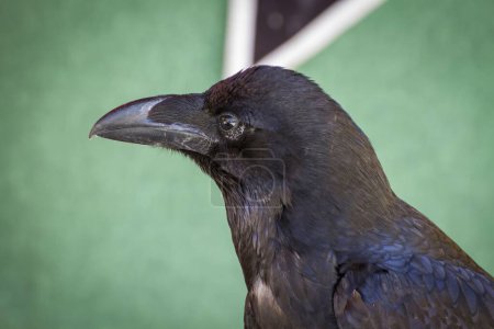 Medieval Fair featuring Black Crow among Birds of Prey: A Captivating Image Sample