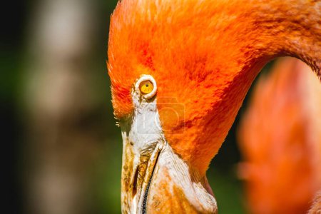 Anmutiger Flamingo: Großaufnahme von elegant langem Hals und kompliziertem Kopfdetail