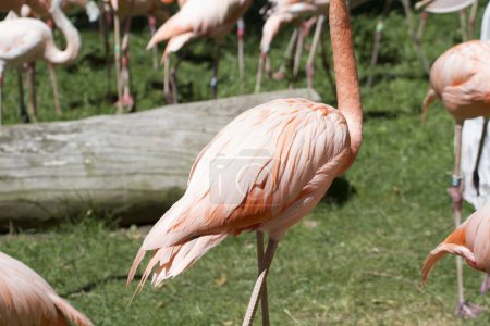 Lebendige Herde orangefarbener Flamingos: Eine tropische Oase im Herzen des Zoos