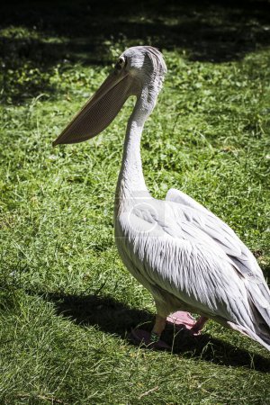 Big Beaked Beauty: Atemberaubende Bilder des majestätischen Pelikans in all seiner Pracht