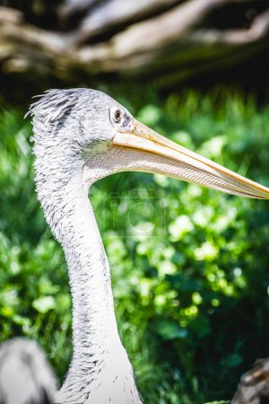 Photo for Sunbathing Pelican Joins Flamingo Flock: A Captivating Image of Wildlife Harmony - Royalty Free Image