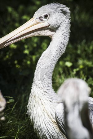 Paradis pélican : capturer la beauté aviaire majestueuse des oiseaux avec des becs énormes