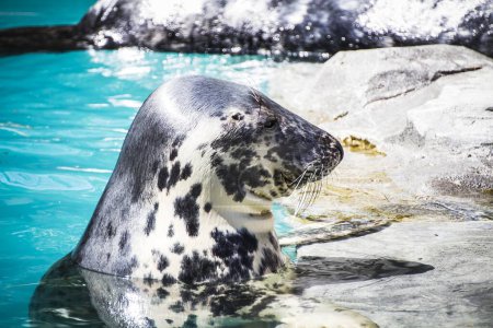 Sunbathing Seal: A Serene Marine Moment
