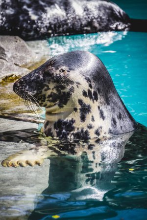 Sunbathing Seal: A Serene Aquatic Scene