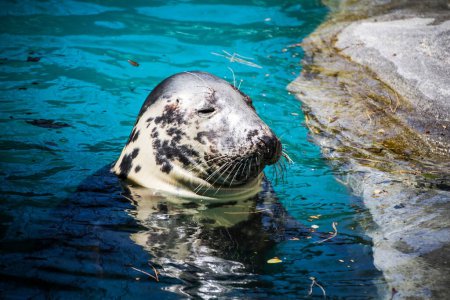 Sunbathing Seal: A Serene Moment Captured in the Water