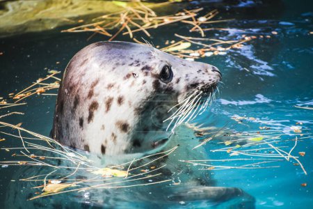 Playful Seal Basking in the Sun: A Photographer's Delight