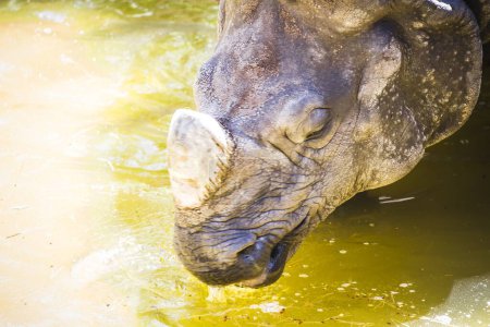 Rhinocéros indien majestueux : corne massive et peau blindée
