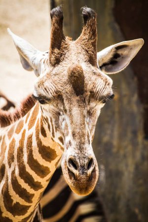 Téléchargez les photos : Girafe bizarre et étonnante capturée dans le parc zoologique : une collection de photos ludique - en image libre de droit