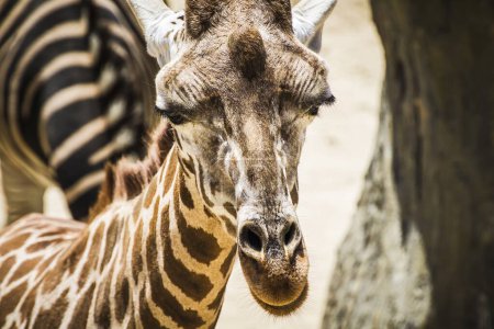 Captivating Camelopardalis: Stunning Giraffe Encounters at the Zoo