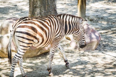 Striped Beauties: Capturing the Skin Patterned Stripes of Zebras in a Zoo Park