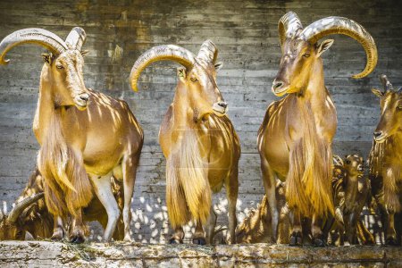 Photo for Capricorn Majesty: Stunning Spanish Ibex, Iconic Wildlife Photography Collection - Royalty Free Image