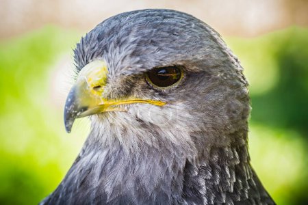 Photo for Medieval Fair Raptors: Capturing the Spanish Falcon in Stunning Images - Royalty Free Image