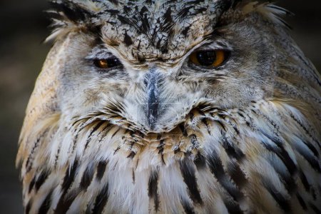 Téléchargez les photos : Chouette majestueuse : Oiseau magnifique avec plumage gris et blanc, yeux orange perçants - en image libre de droit