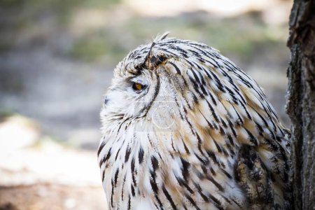 Medieval Raptor Extravaganza: Spanish Owl at a Renaissance Fair