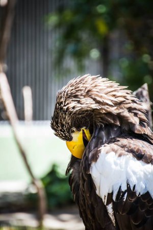 Foto de Feria Medieval Raptors: Capturando a la Majestad del Águila Dorada - Imagen libre de derechos