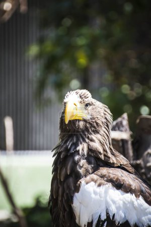 Photo for Medieval Raptors: Capturing the Majesty of the Spanish Golden Eagle at a Renaissance Fair - Royalty Free Image
