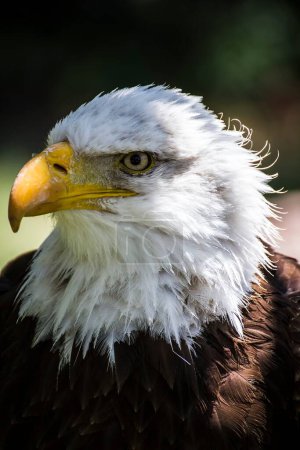 Den majestätischen amerikanischen Weißkopfseeadler einfangen: Ein Führer durch die atemberaubende Tierwelt