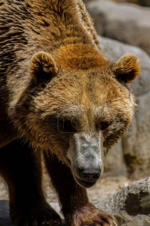 Elegancia indómita: cautivadoras imágenes de un majestuoso oso oso marrón, el depredador salvaje del reino de los mamíferos