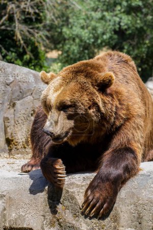 Gorgeous Brown Bear: Majestic Mammal in Stunning Imagery