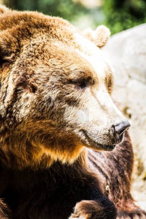 Foto de Bestia española: El poderoso y amenazante oso oso moreno de peligro - Imagen libre de derechos