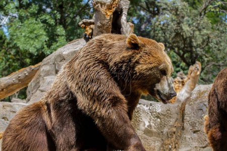 Majestic and Furry: Stunning Images of the Brown Bear, a Magnificent Mammal
