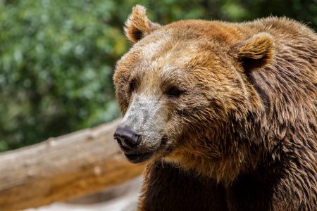 Majestic Brown Bear: Capturing the Power and Beauty of this Iconic Animal