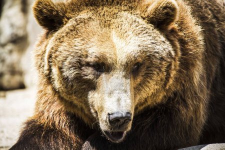 Ours brun espagnol : le roi de la faune majestueux et formidable
