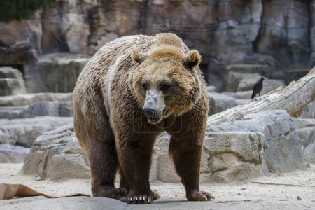 Gorgeous Brown Bear: A Majestic Mammal Captured in Stunning Imagery
